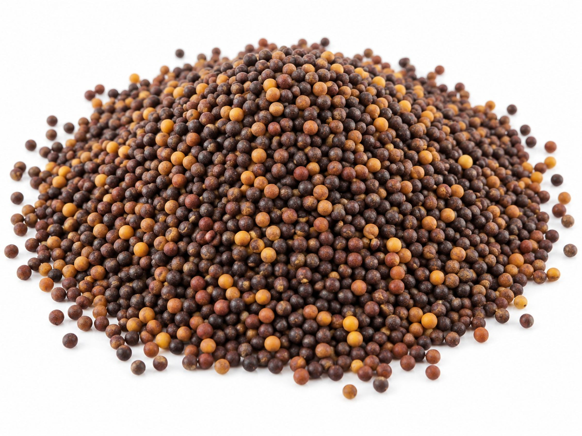 Black mustard seeds — close-up of whole raw seeds, Indian origin
